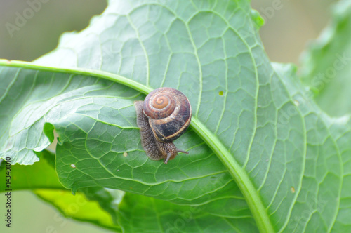 Curious little snail in the garden on green leaf