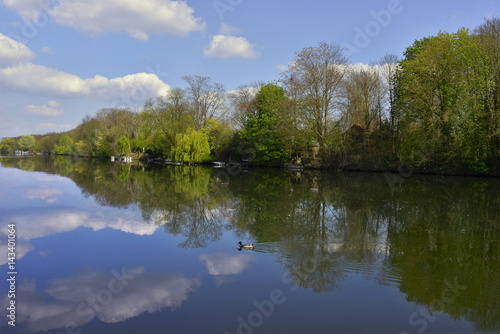 Un canard    l   le Nancy  Andr  zy  78570   d  partement des Yvelines en r  gion   le-de-France  France 