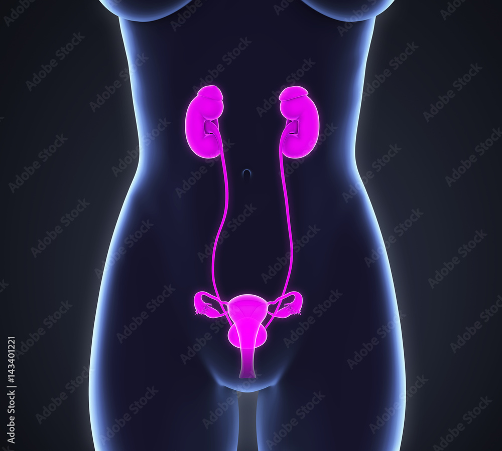 Female Urinary System StockIllustration Adobe Stock