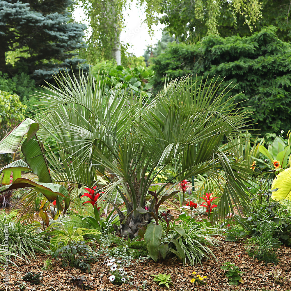 Naklejka premium Palmier Butia eriospatha dans un massif