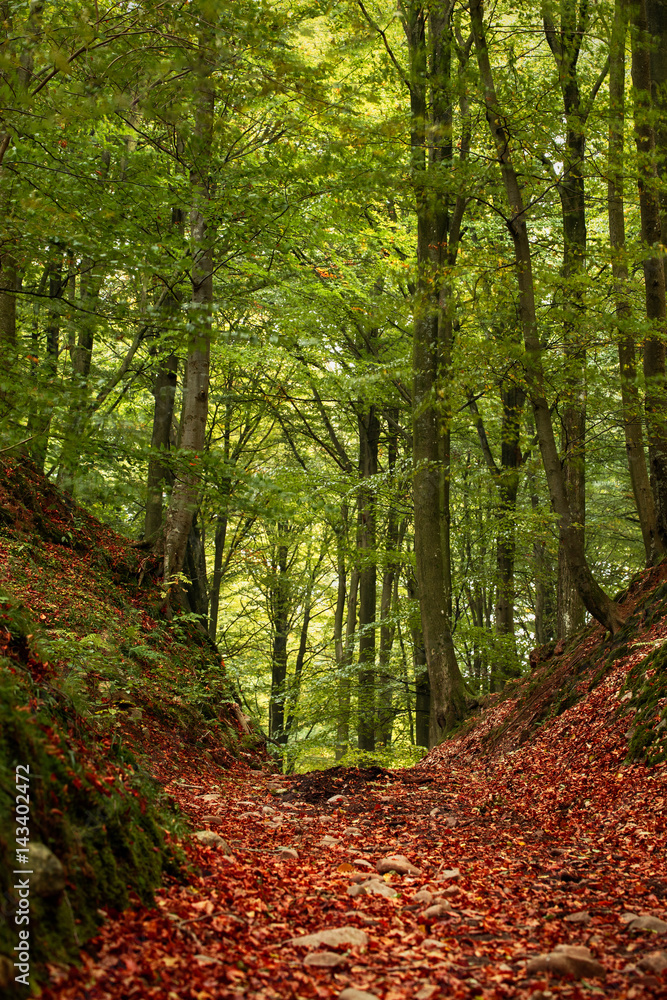 Beech forest in Söderåsens national park in Sweden Beech forest in Söderåsens national park in Sweden