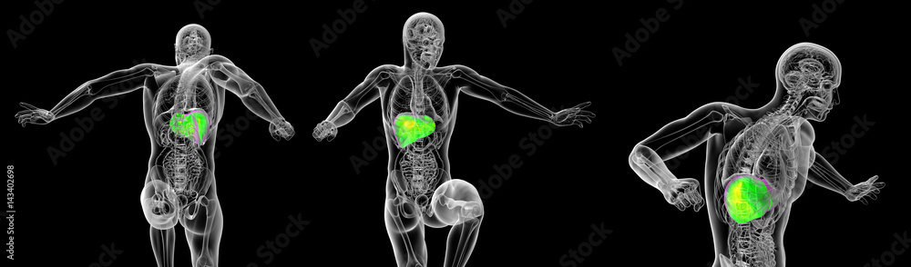 3d rendering medical illustration of the human digestive system 3d rendering medical illustration of the human digestive system