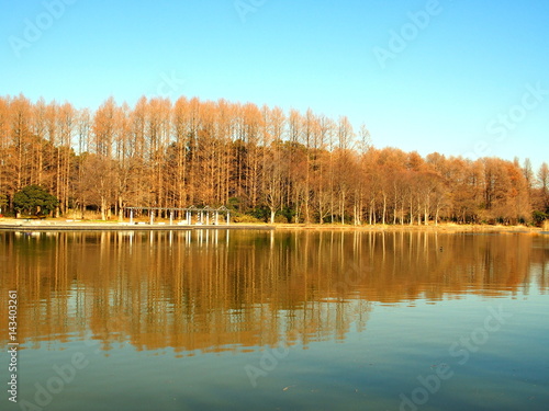 冬の枯れ木林と池