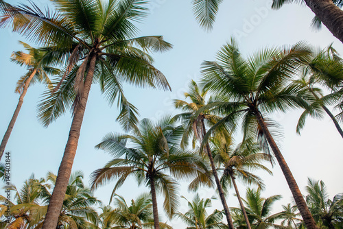 treetops of palms. focus on the tops of trees
