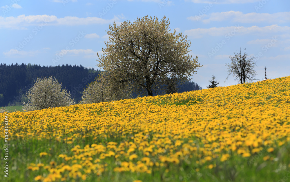 Field of spring flowers dandelions