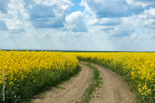 Ground road in yellow flower field  beautiful spring landscape  bright sunny day  rapeseed