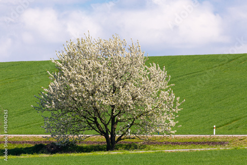 spring blooming tree in countryside