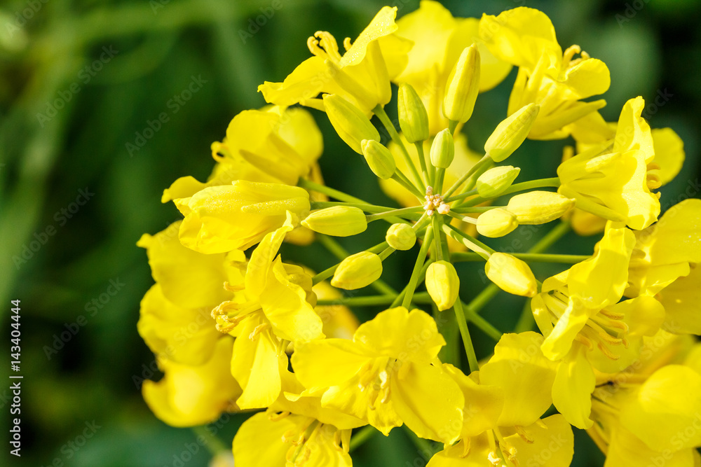 rape flower in the spring rape flower in the spring