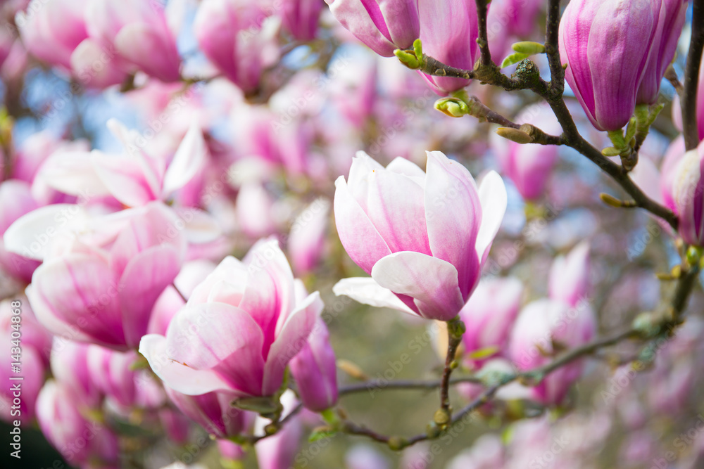 Obraz premium magnolia, spring, background