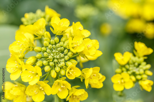 Schilderij op canvas rape flower in the spring
