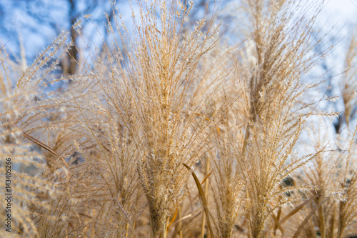 field  grain  background