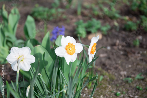 narcisseus, daffodils photo