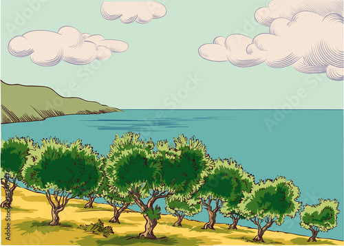 Olive grove next to the Mediterranean Sea