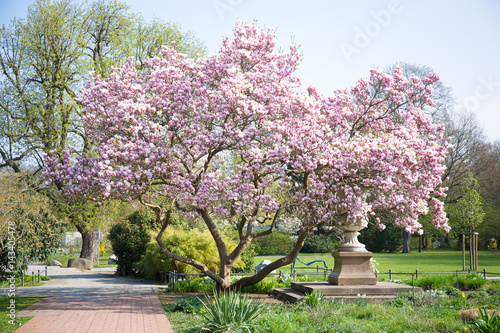 magnolia,   spring,  background © Irina