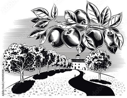 agricultural landscape, planted with fruit trees with ripe apples.
