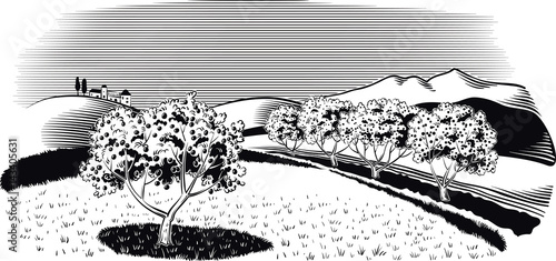 agricultural landscape, planted with apple trees.