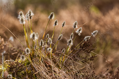 Beautiful hare’s-tail cottongrass in a natural habitat in early spring.