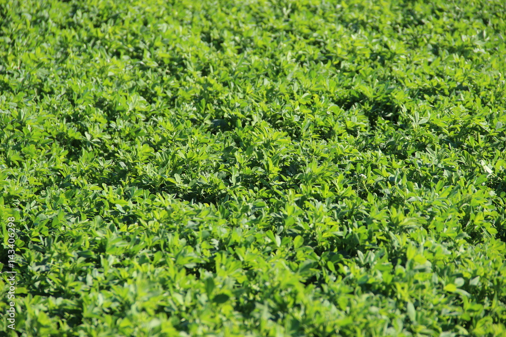 Seedlings in agricultural field Seedlings in agricultural field