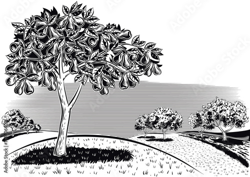 Orchard with pear trees