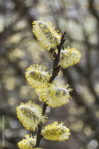 Pollen-laden flowers sallow. © lapis2380