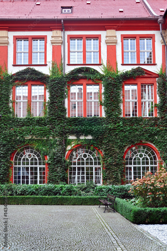 Red wall with arched windows overgrown with green ivy in autumn. Courtyard in Wroclaw, Poland.