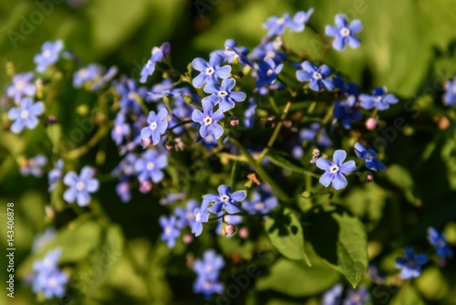 forget-me-nots blue flowers meadow