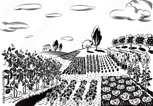 agricultural landscape, cultivated with various vegetables and fruit trees.