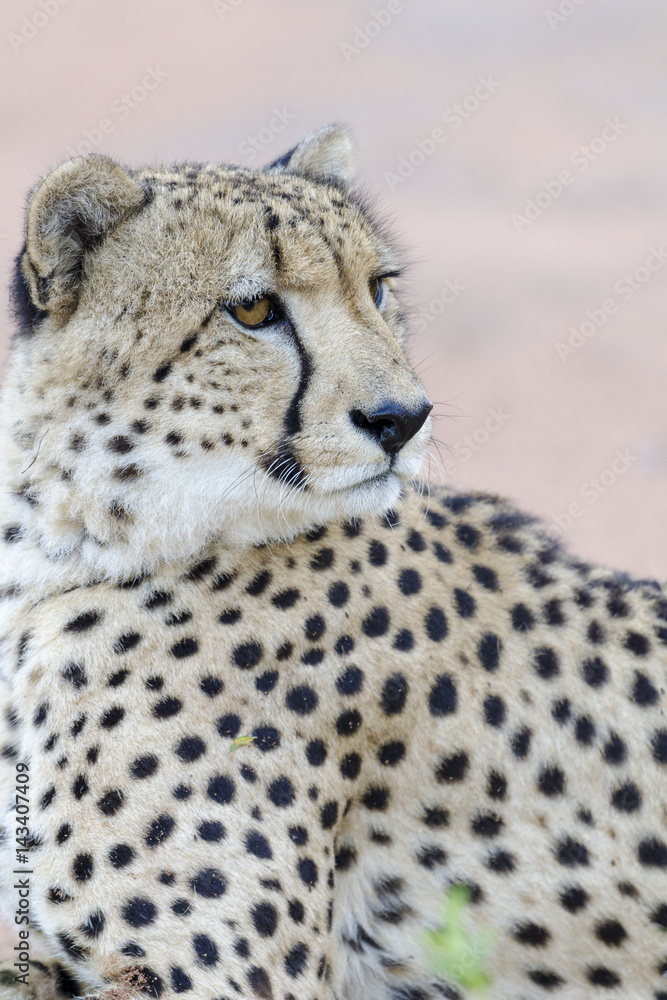 Cheetah (Acinonyx jubatus). KwaZulu Natal. South Africa Cheetah (Acinonyx jubatus). KwaZulu Natal. South Africa
