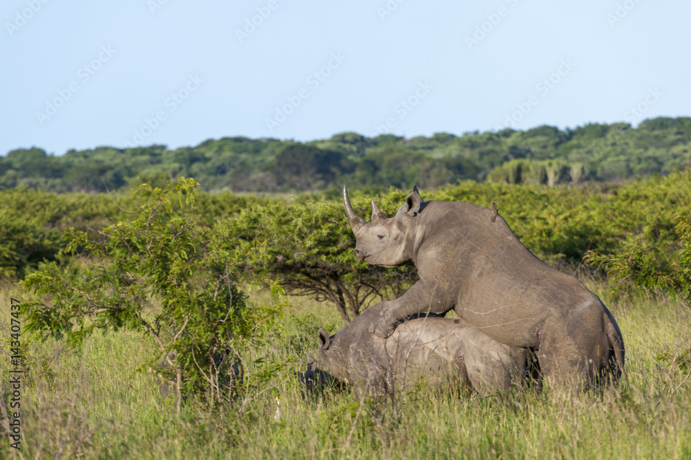 Obraz premium Black rhinoceros or hook-lipped rhinoceros (Diceros bicornis) (rhino) mating. KwaZulu Natal. South Africa