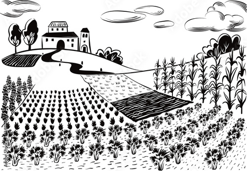 agricultural landscape, cultivated with various vegetables and cereals