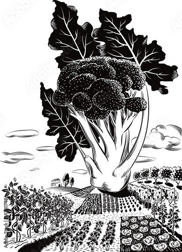 cultivated agricultural landscape, with broccoli