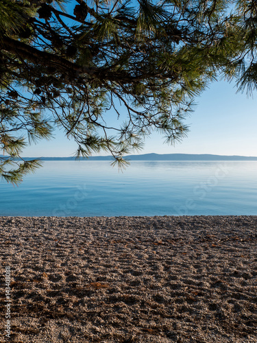 Pebble beach and pine tree