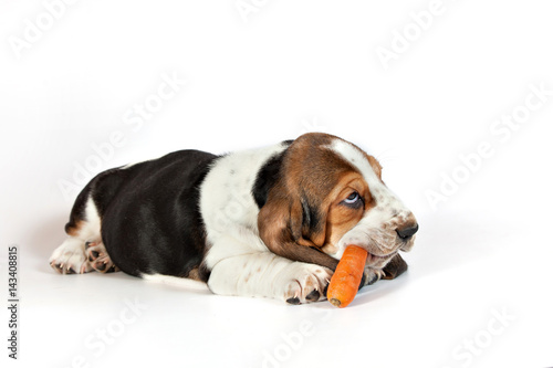 Fototapeta Naklejka Na Ścianę i Meble -  Basset hound puppy eats a carrot on a white background