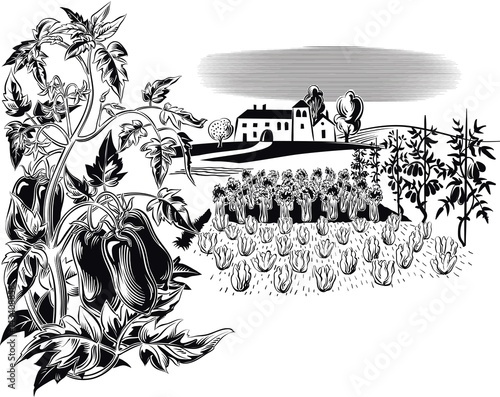 cultivated agricultural landscape, with a plant of San Marzano tomatoes.