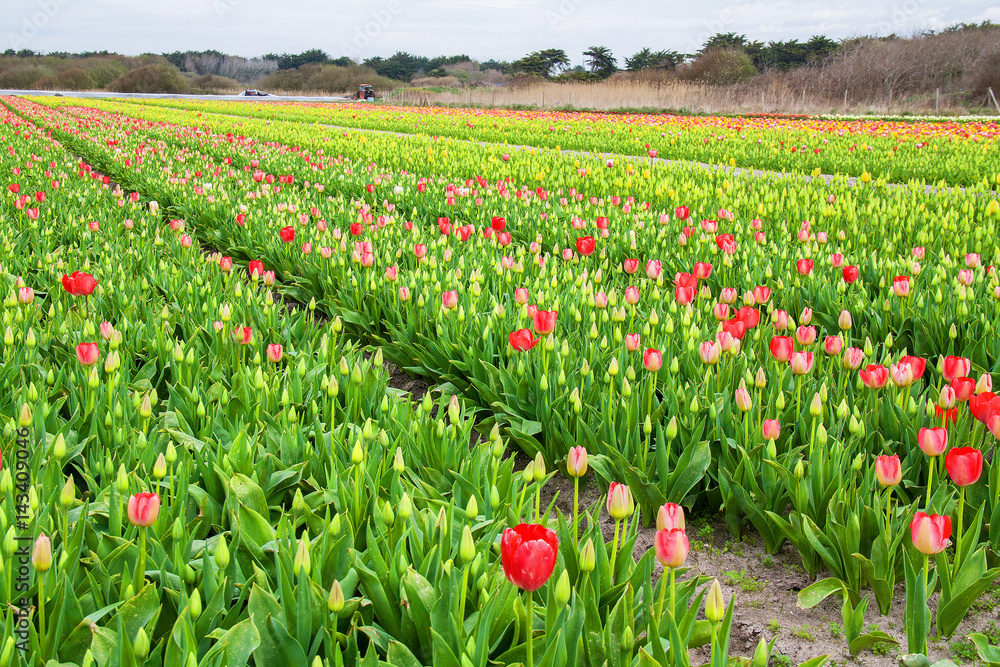 Culture de tulipes multicolores en boutons, Pointe de la Torche ...