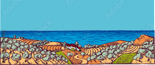 zOlive grove on the Mediterranean Sea