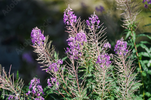 flowers of Willow-herb (Ivan-tea) on blurred background photo