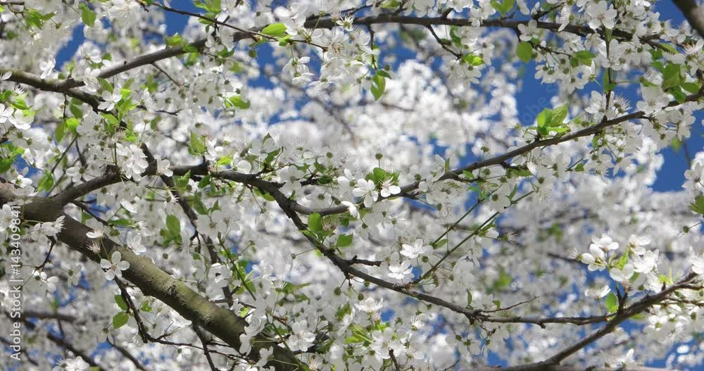 Spring flowering tree in a city park and a light breeze Spring flowering tree in a city park and a light breeze