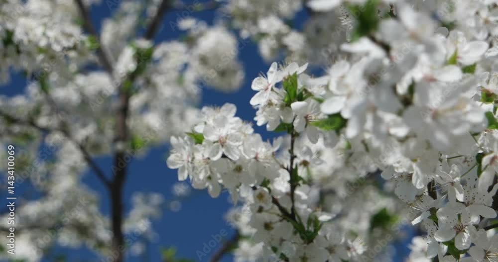Spring flowering tree in a city park and a light breeze Spring flowering tree in a city park and a light breeze
