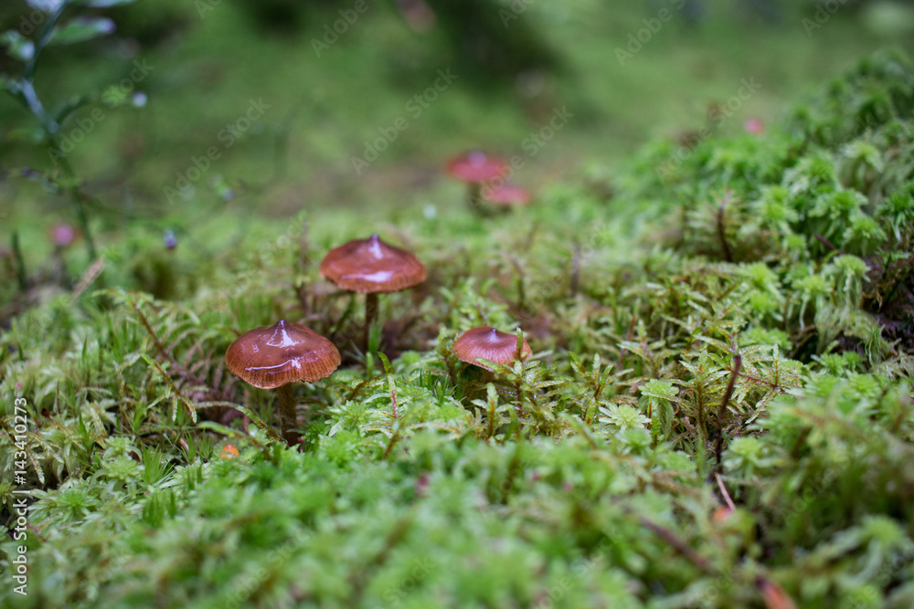 boletus boletus