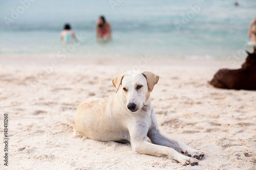 Dog relax on the sand