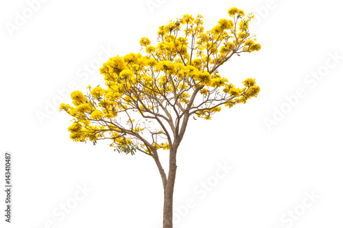 Golden Tree or Tallow Pui isolated on white background