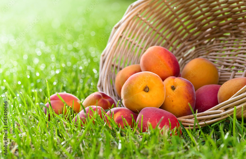 Basket with fresh juicy apricots on a green grass . Basket with fresh juicy apricots on a green grass .