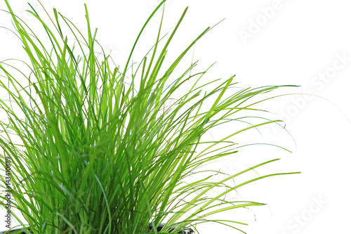 Gras isoliert vor weißem Hintergrund (Katzengras)