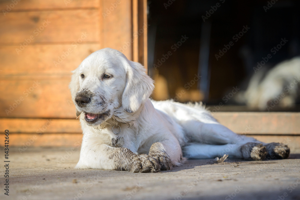 Junger Golden Retriever Welpe mit dreckiger matschiger Schnauze und Pfoten liegt draußen auf einer Terrasse und schaut zur Seite mit leicht geöffnetem Maul, als würde er was erzählen. Junger Golden Retriever Welpe mit dreckiger matschiger Schnauze und Pfoten liegt draußen auf einer Terrasse und schaut zur Seite mit leicht geöffnetem Maul, als würde er was erzählen.