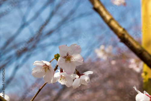 桜