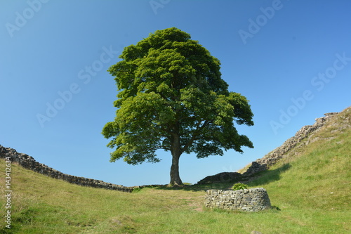 Sycamore Gap