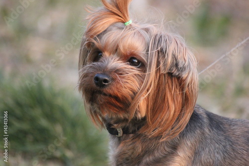 dog Yorkshire Terrier on pralki