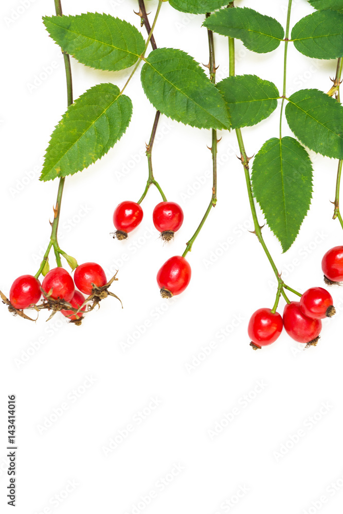 bunch of fresh dog rose with green leaves on white background. Different types Rosa canina hips - selective focus. room for text bunch of fresh dog rose with green leaves on white background. Different types Rosa canina hips - selective focus. room for text