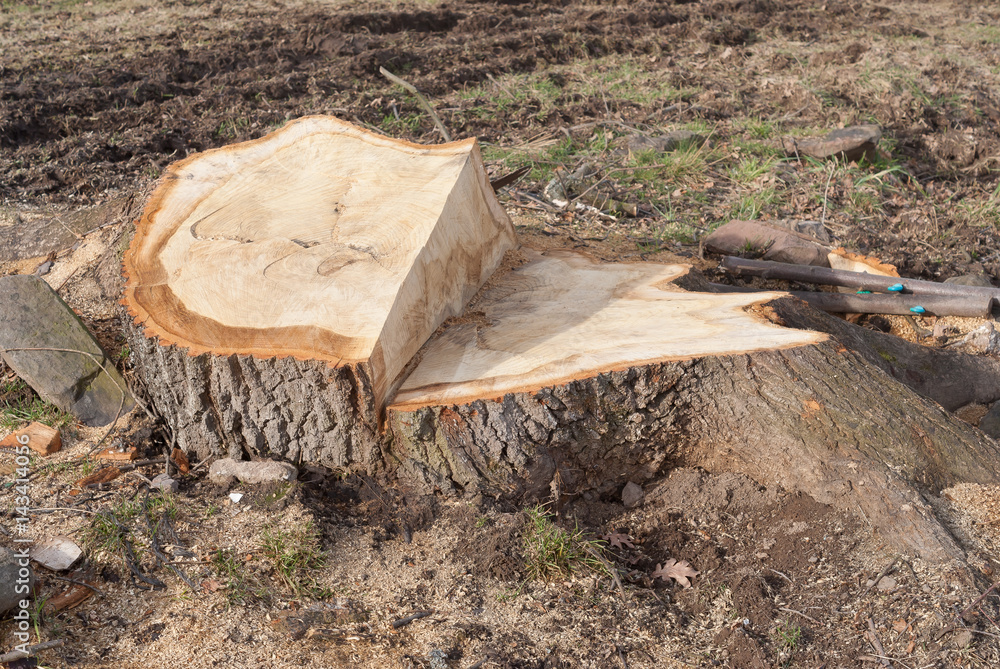 abgesägter Baum, Baumstumpf StockFoto Adobe Stock